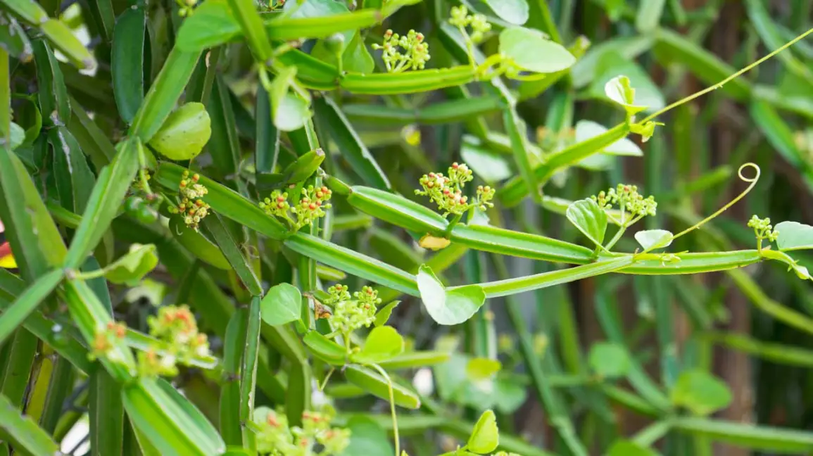 Cissus Quadrangularis