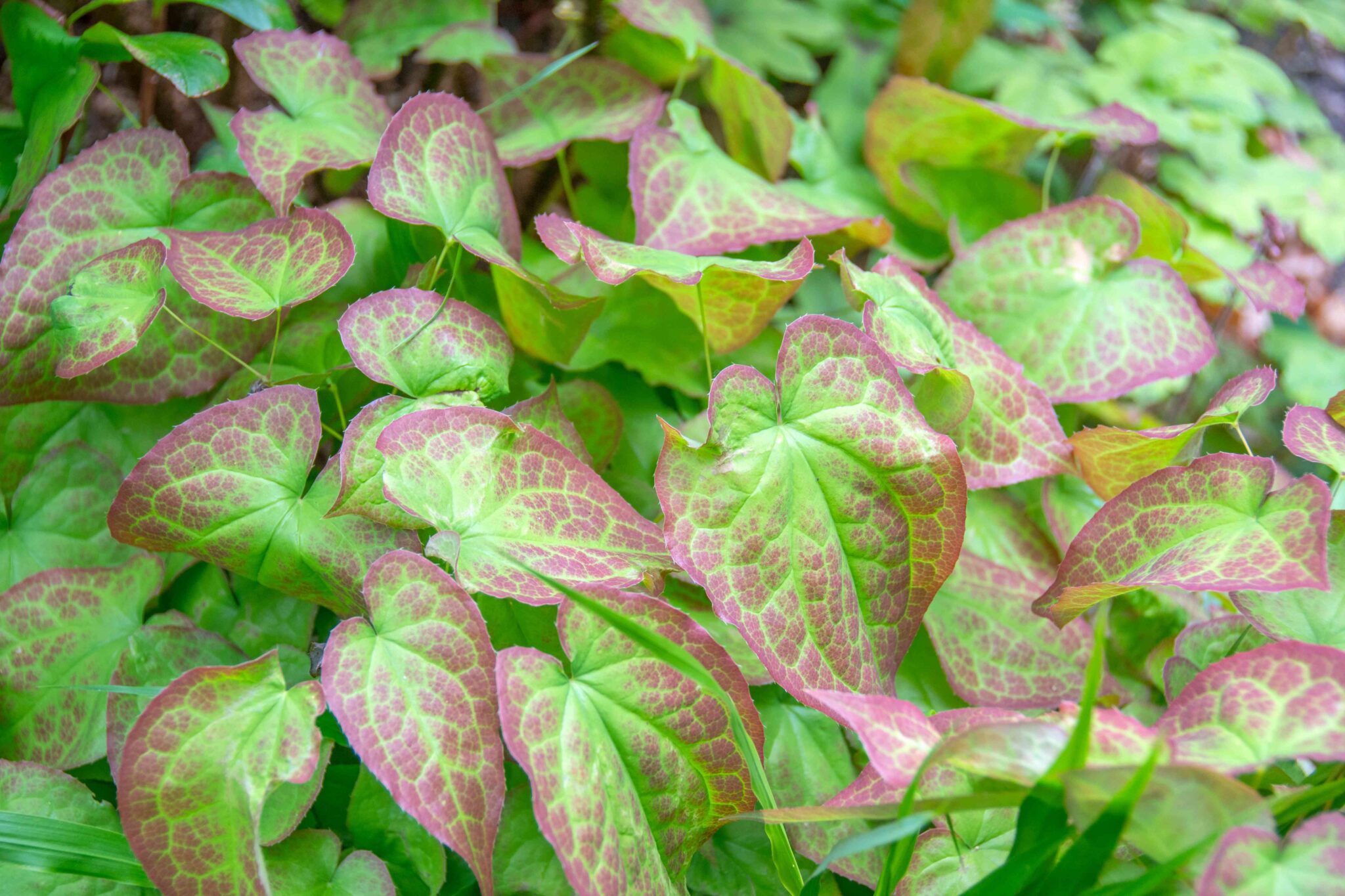 Epimedium <br>(Horny Goat Weed)