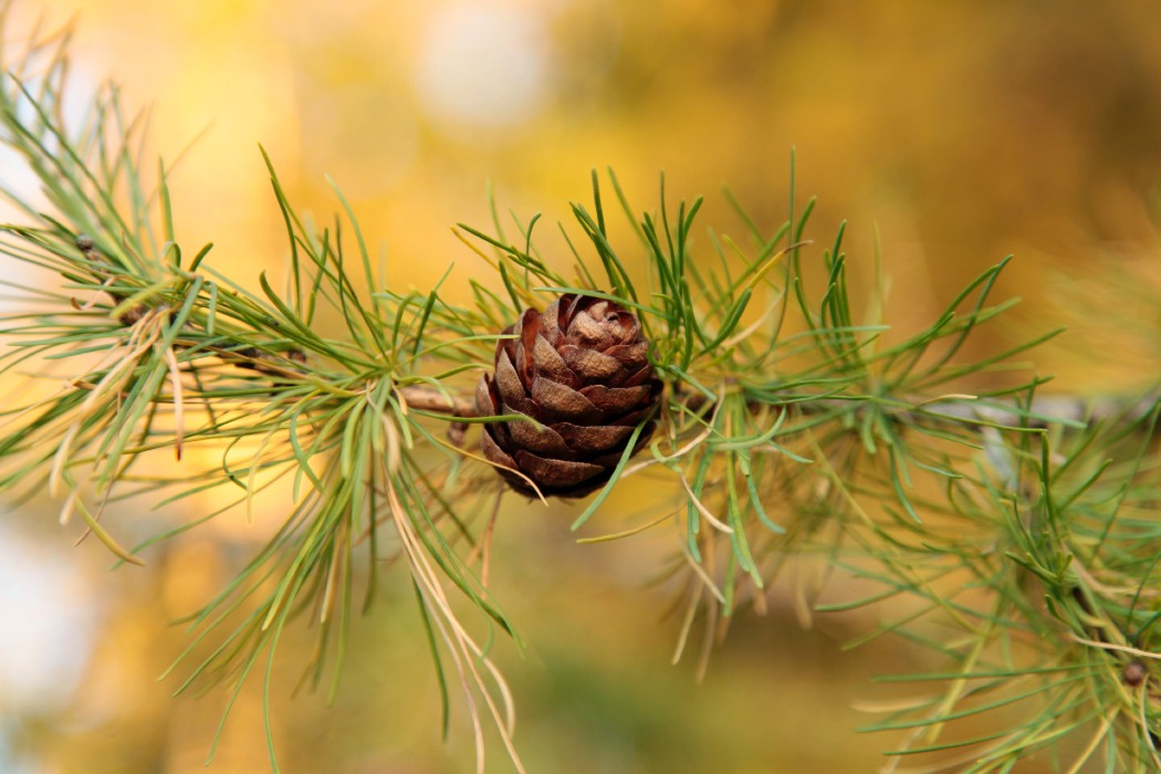 Pine Bark Extract <br>(Pycnogenol)